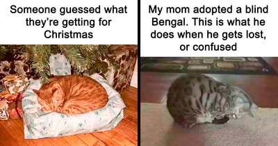 50 Funny Memes To Remind You How Awesome Cats Are