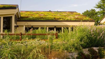 5 Cold Hardy Plants For a Green Roof – Jump on the Most Low-Maintenance Sustainability Trend of 2026 in Your Own Yard