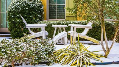 5 Winter Garden Clichés that Garden Designers Never Use – and What They Suggest you Try Instead