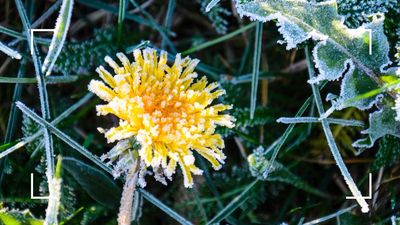 Does frost kill weeds? Gardening experts reveal whether the cold is an effective enough weed killer
