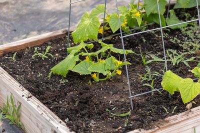 9 Raised Bed Fixes That Stop Soil From Turning to Soup
