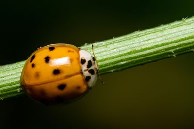 5 Reasons Asian Lady Beetles Are Swarming Georgia