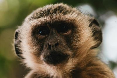 St Louis residents report monkeys roaming on city streets