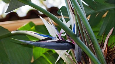 Feng Shui Experts Say a White Bird of Paradise Attracts Ambition and Success in Work and Life – Especially if You Place It in These Areas of Your Home