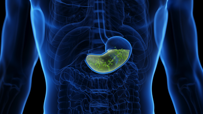 Why doesn't stomach acid burn through our stomachs?