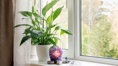 Your peace lily needs dividing if you see these signs — here's how to do it