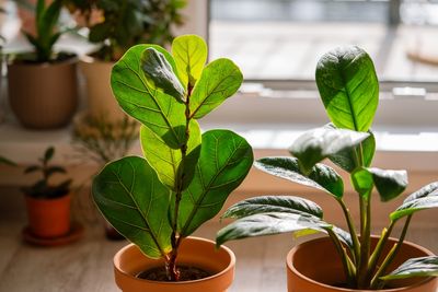 7 Houseplants That Hate Dry Winter Heat and What to Do