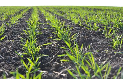 10 Winter Weeds That Start Early and How to Stop Them