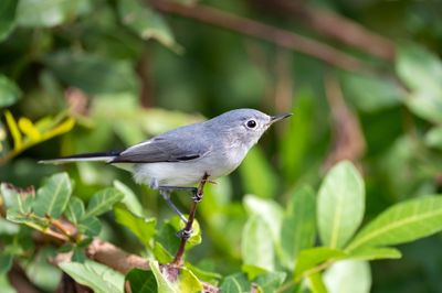 8 Backyard Birds You Can Attract Without Creating a Pest Problem