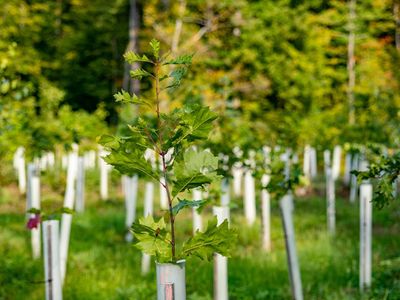 9 Fast Ways to Protect Young Trees From Windburn