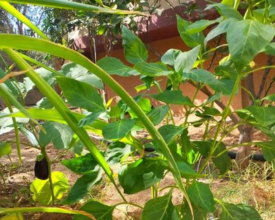 Gaza’s garden is a rare story of hope