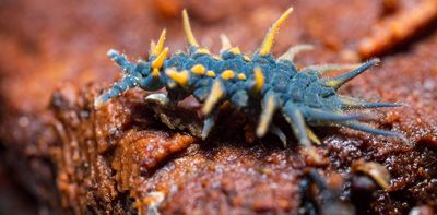 Meet the springtails: little-known fantastic beasts that live everywhere on Earth