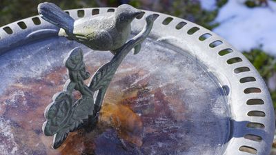 Winter-proof your bird bath: this budget-friendly trick will stop it from freezing