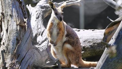 Rock wallaby fossils show they weren't all homebodies