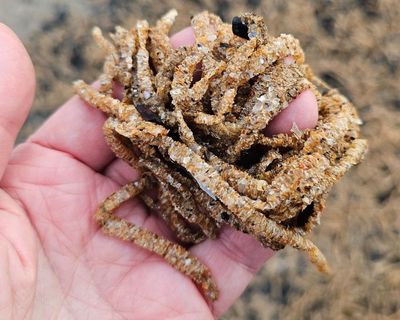 Country diary: What are these intricate marvels that look like bran sticks?