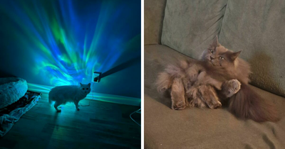 67 Images Of “Cryptid Cats” That May Leave You Questioning What Really Goes On In Their Heads