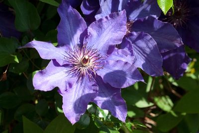 Gardening expert reveals their beginner’s guide to pruning clematis