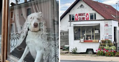This Instagram Profile Shared 80 Sweet Dogs Looking Out From Windows