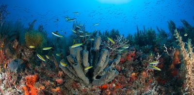 The economics of climate risk ignores the value of natural habitats