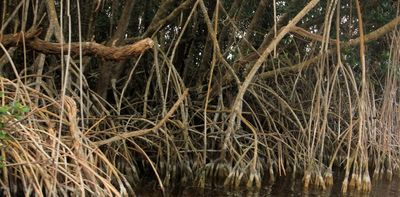 Mangrove loss is making the Niger Delta more vulnerable: we built a model that can track how the forests are doing