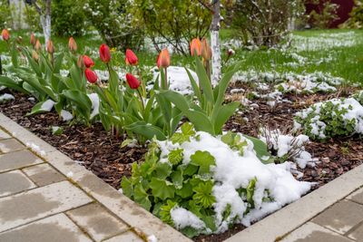 7 Ways to Prevent Frost Heave From Uprooting Small Plants