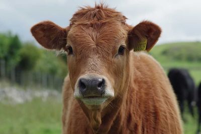Cattle Look to New Week Following Friday Weakness