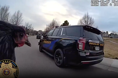 Sheriff’s deputy manages to catch flock of runaway chickens on the loose in Colorado