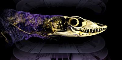 A centuries-old debate on how reptiles keep evolving skin bones is finally settled