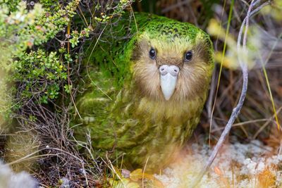 Berry nice to meet you: bumper fruit crop could lead to huge mating season for NZ’s endangered kākāpō