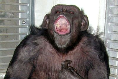 ‘Genius’ chimpanzee who could paint, count and recognise colours dies at 49