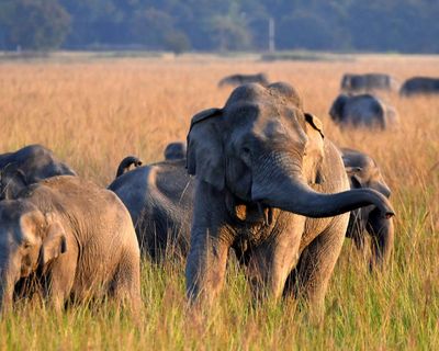 Search for single-tusked elephant after 22 killed in India rampage