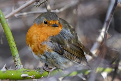 Six ways to help your garden wildlife thrive in the cooler winter months