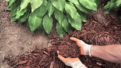 Can You Mulch in January? A Pro Gardener Reveals When it Works – and When it Doesn't