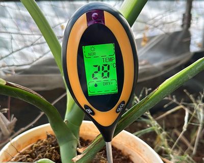 Houseplant hacks: do moisture meters prevent overwatering?