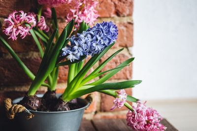 12 Bulbs You Can Force Indoors for Blooms Before Valentine’s Day