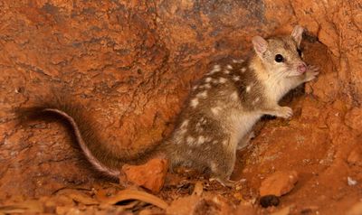 Ten Sydney Harbours’ worth of threatened species habitat approved for destruction in 2025, report finds