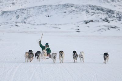 Greenland’s dog sled race is questioning who invited Trump’s envoy to the event
