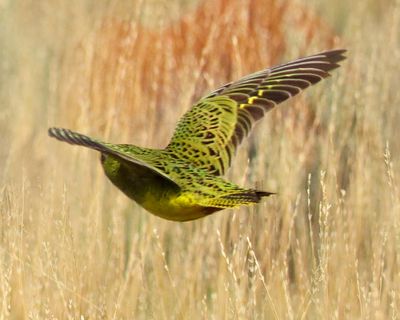 Morning Mail: loss of threatened species habitat doubles, microplastics ‘bombshell’, the world of professional ‘merpeople’