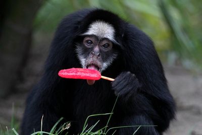 Zoo animals beat scorching summer heat with popsicles