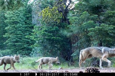 Wildlife crews stop actively searching for young wolves after livestock attacks