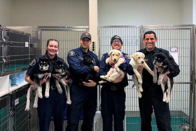 Six puppies treated for suspected fentanyl overdose after dramatic rescue
