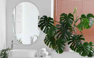 Monstera leaves curling? Here's what your plant is trying to tell you