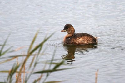 Country diary: Which is the ‘fast sinker’ out of me and the grebe?