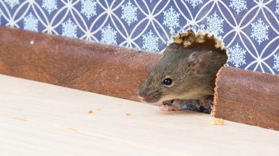 My friend saw a mouse in her bedroom — this is the surprising thing that was attracting them