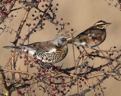 Birdwatch: Cold snap brings fieldfares and redwings to the fore