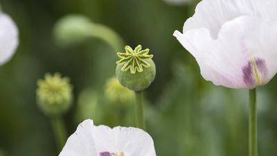 Warning after toxic poppy pods pinched from legal crop