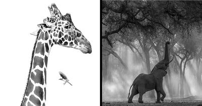 These 49 Black & White Nature Photos Prove You Don’t Need Color To Feel The Moment