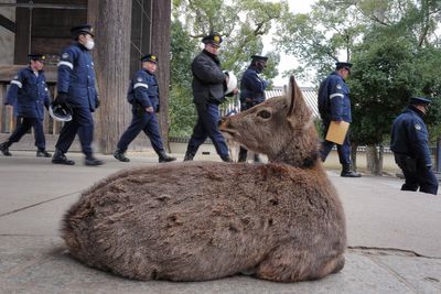 Photos show sacred deer wandering through Japan's ancient capital during Japan-South Korea summit