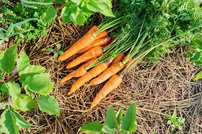 11 Cold-Weather Crops You Can Still Grow Under a Simple Cover