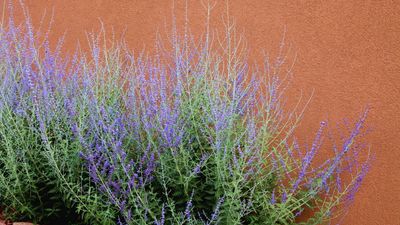 How to Grow Russian Sage in Pots, for a Beautiful, Fragrant Perennial That Pollinators Adore